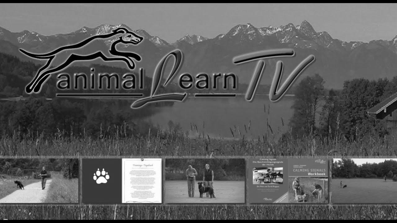 animal {learn|study|be taught} TV – 26.09.2014