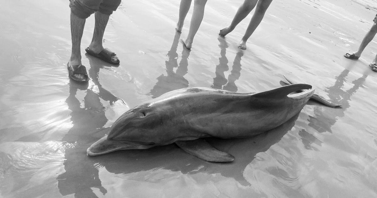 Rewards supplied after dolphin ‘harassed to dying’ on Texas beach, another impaled in Florida