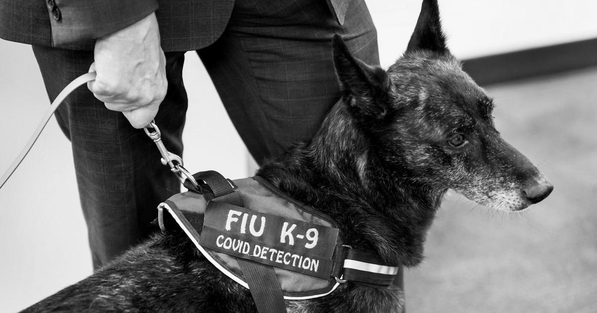 Dogs can detect Covid with high accuracy, even asymptomatic cases